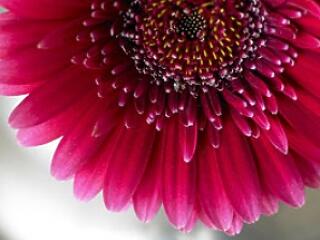 Ha 16-án születtél, magányos farkas vagy!