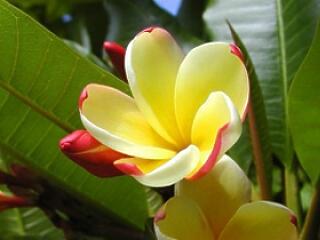 Hematológiai Nap Budapesten