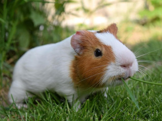 Mit ehetnek a tengerimalacok és mit kerülj el?