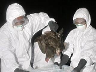 Megjósolható madárinfluenza-járvány világszerte