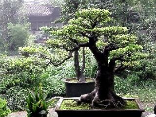 Bonsai és orchidea kiállítás. Menj el!