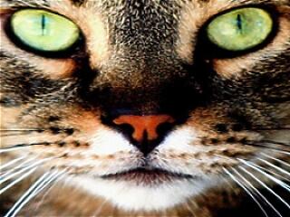 Elfogták a kegyetlen macskakínzókat!