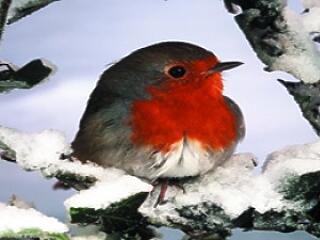 Horoszkóp az év utolsó hetére