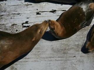 Úgy szexelünk, mint az állatok?