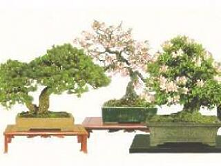 Nemzetközi bonsai- és suisekikiállítás