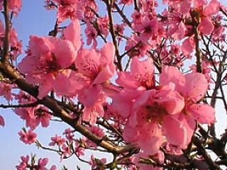 Valaki meghalt értünk...