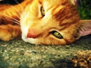 Milyen a nagybetűs Nő a férfiak szerint?