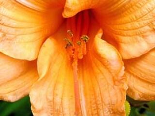 A vágy és az izgatás színe