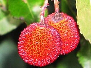 Kiköhögöm...a lelkem