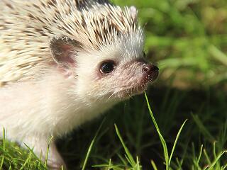 Törpesün felszerelése - minden, ami kellhet!