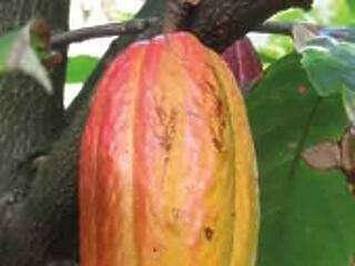 Kóstolta már bőre a kakaót?