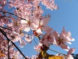 Sakura - egy különleges, gyönyörű növény!