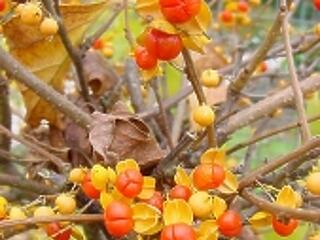 Az egészség régi tudomány