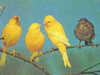 Zenehallgató tollasok