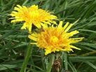 Mezei pitypang a szeplőkre!