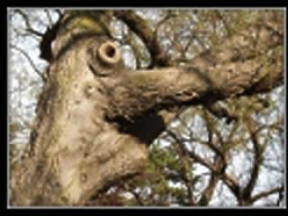 Magamat is kigúnyolom, ha kell!