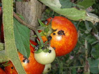 Természetes megoldások a poloskák ellen