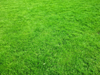 A gyepápolás alapjai: hogyan nyírd és ápolt a pázsitot hatékonyan?