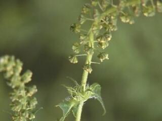 Gyógyítható-e az allergia?