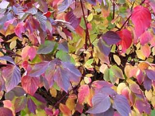 Horoszkóp nov.10-től 16-ig - Kapsz most hideget és meleget is!