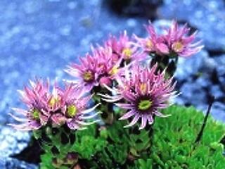 Arcpakolások a kerti gyógynövényekből