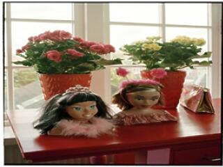 Gyerekparadicsom- szobanövényekből