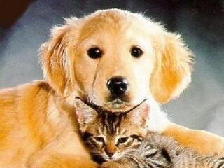 Én és a kiskutyám