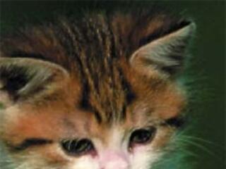 Kutyanyállal az asztma ellen