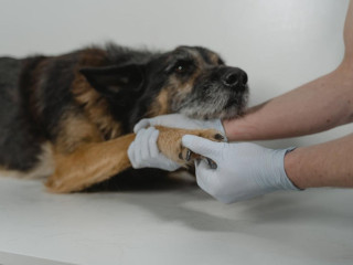 Ízületi problémák kezelése kutyáknál