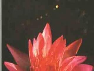 Bőrköpönyeg forgatók-könyvismertető