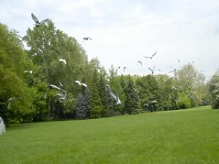 Veszély! Invázióra készülnek az élősködők-biológiai bombák