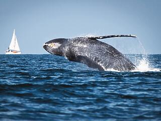 Az űrből számolják a bálnákat