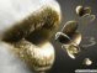 Listavezető lemezek