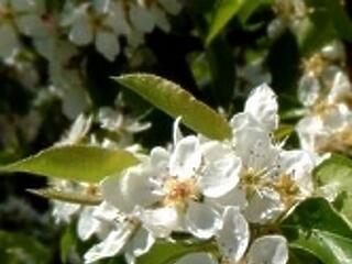 Dísznövény Szakkiállítás és Vásár