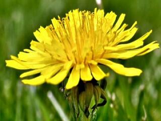 Ezek a konyha zöld kincsei! Most gyűjts be!