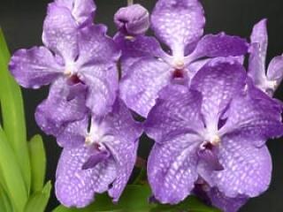 Mi köze az orchideának a karácsonyhoz?