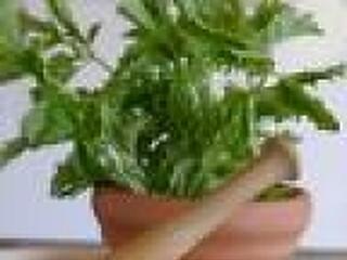 Fűszerezd meg a diétádat!