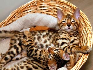 A bengáli macskafajta jellemzői