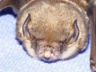 Csak erős idegzetűeknek: a világ legrondább állatai!