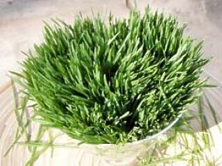 A csodás búzafűről és levéről, most mindent megtudhat!