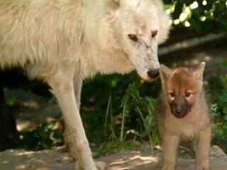 Támogatást kaptak a magyarországi állatkertek