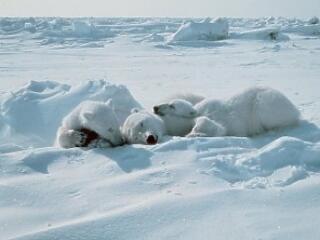 Folyamatos a zsugorodás