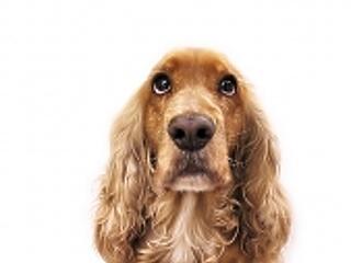 A kutyám megérezte, hogy rákos vagyok!