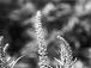 Tippek a parlagfű-allergiásoknak