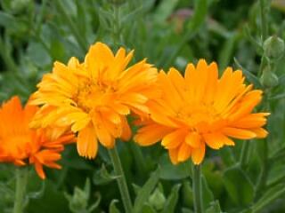 Nagyanyáink leghatásosabb gyógyreceptjei