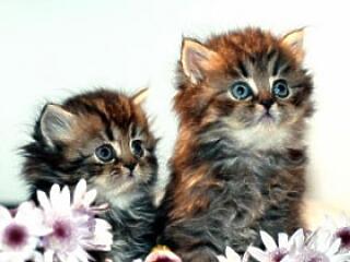 Életveszélyes paraziták fenyegetnek a lakásban!