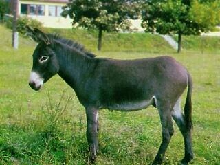 A paraszt és a csacsi