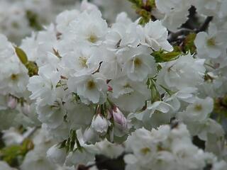 Sakura, mint a tisztaság és az egyszerűség eszménye