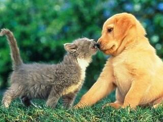 Használati utasítás a WC csésze tisztításához-vicc