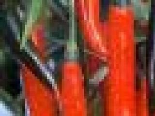 Chili - a fájdalom és gyönyör elegye